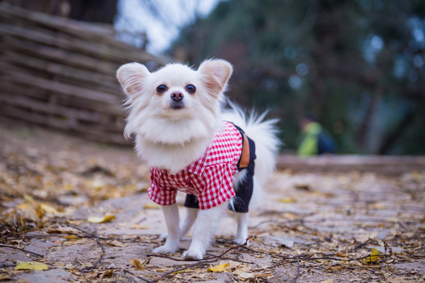 Why Clothing Your Pets is So Important - 76thLane 