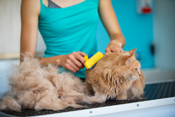 The Benefits and Importance of Regular Pet Grooming - 76thLane 