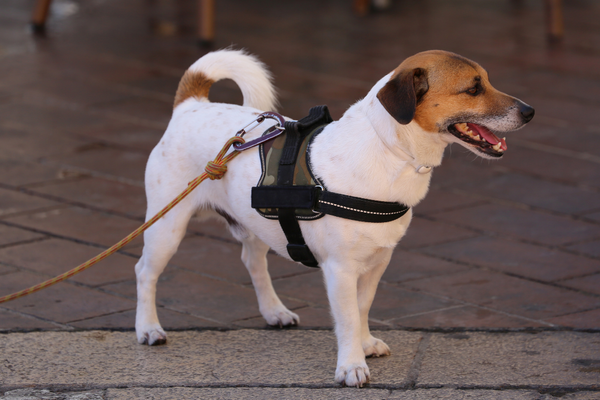 10 Smart Reasons for Keeping Your Dog on a Leash - 76thLane 